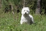 WESTIE 085